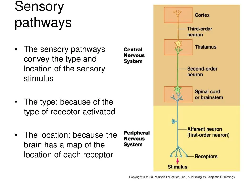 Pathway of a message transmitted to the CNS
